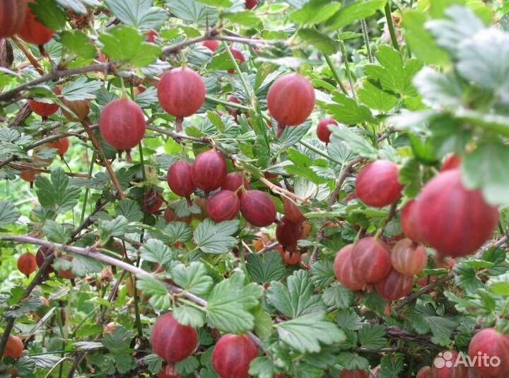Крыжовник сорт 