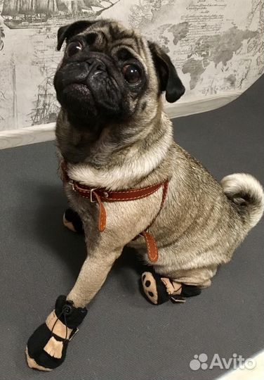 Обувь для собак