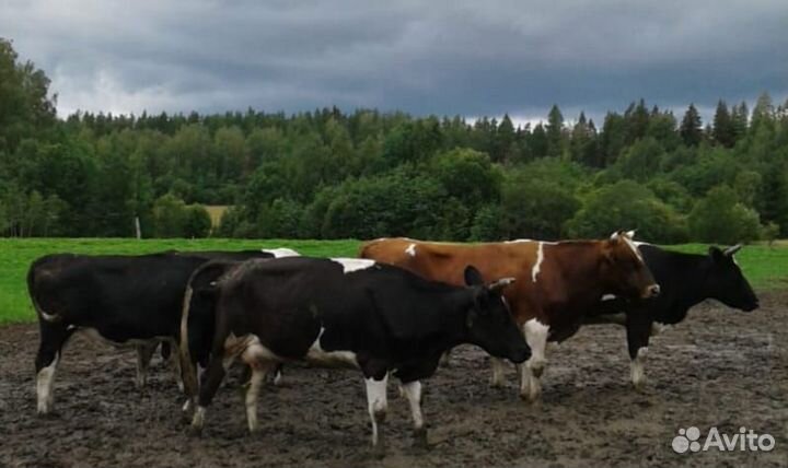 Корова стельная дойная