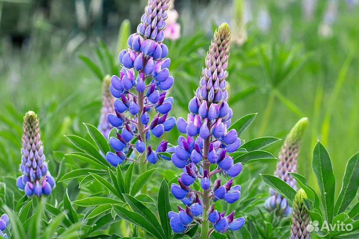 Многолетники для дачи