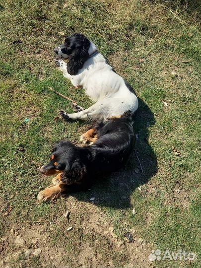 Русский охотничий спаниель вязка