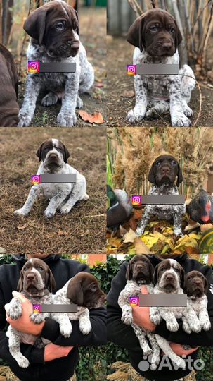 Щенки курцхаара