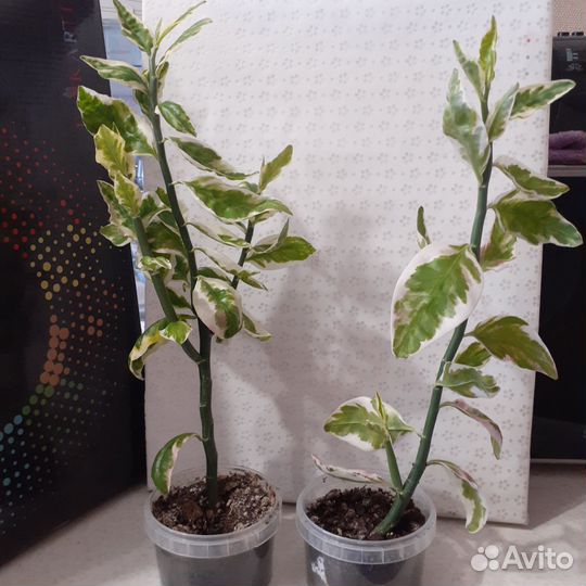 Комнатный цветок