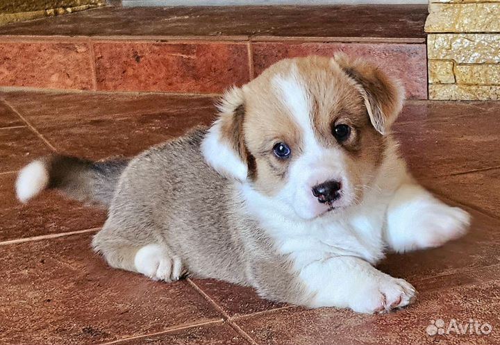 Вельш-корги кардиган