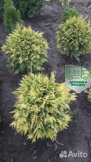 Туя Голден Глоб