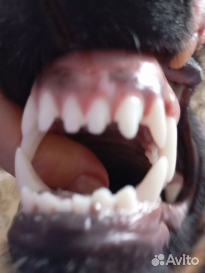 Немецкая овчарка