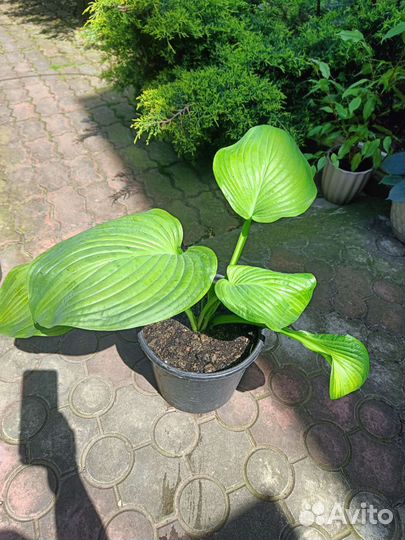 Хоста растение