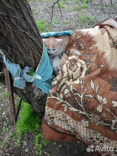 Котята в добрые руки бесплатно