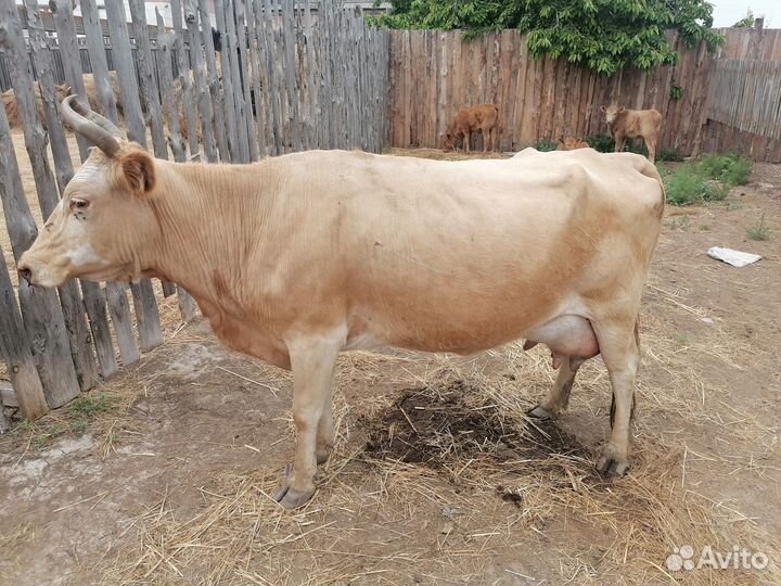 Корова дойная с теленком