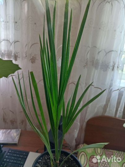 Финиковая пальма