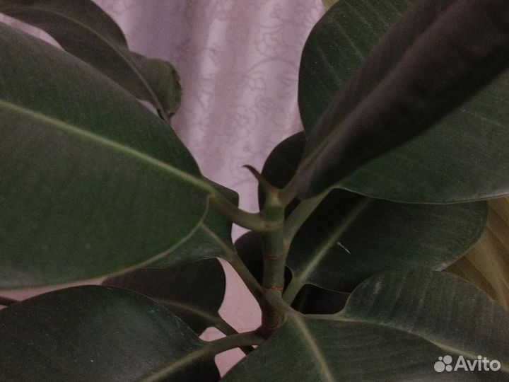 Фукус эластика робуста каучуконосный