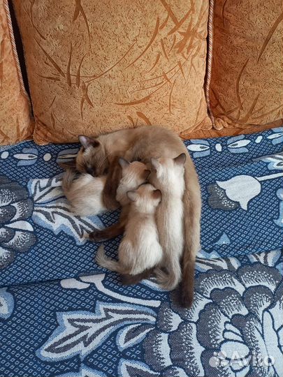 Кошки
