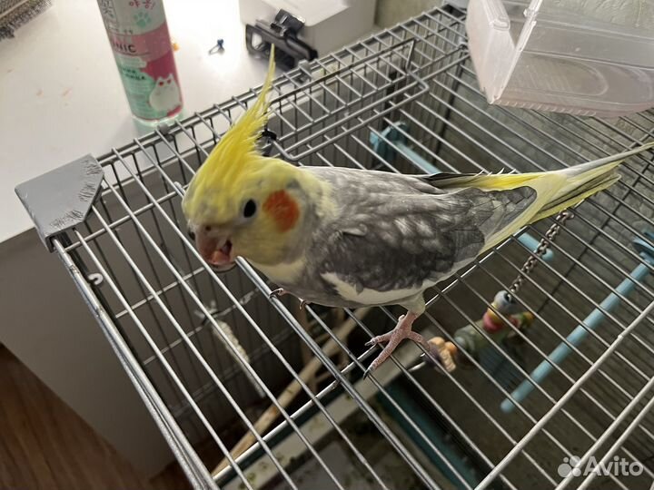 Попугай корелла с клеткой