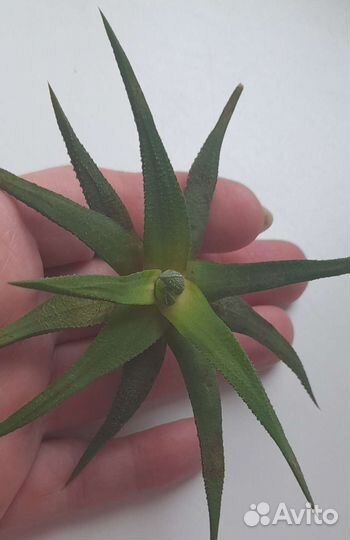 Суккуленты для флорариума разные