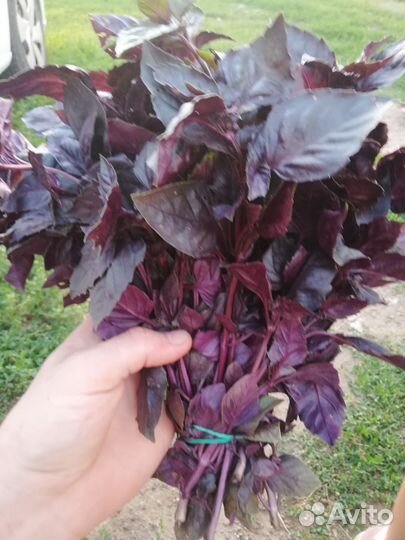 Базилик свежий