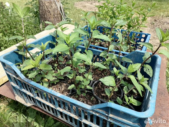 Чабрец, Мята шоколадная, яблочная и кудрявая