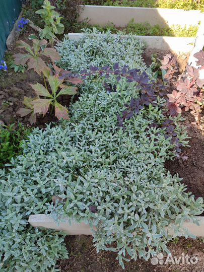 Ясколка войлочная, колокольчик, ромашка альпийская