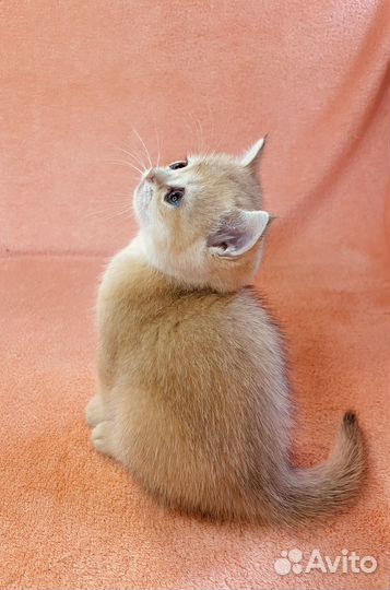 Золото для Вас