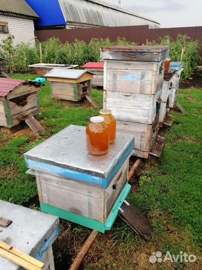 Мед цветочный разнотравье