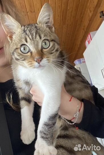 Котенок мальчик 4 месяца