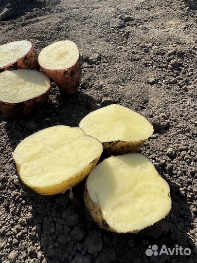 Картофель оптом