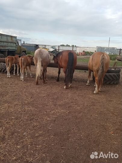 Продам лошадей племенных