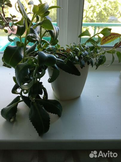 Каланхоэ лечебное