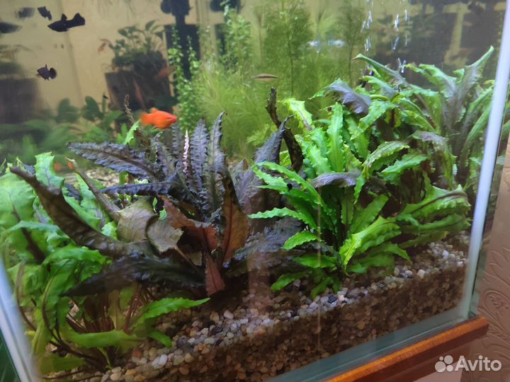 Расстения для аквариума