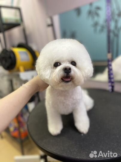 Стрижка собак