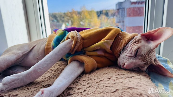 Донской сфинкс