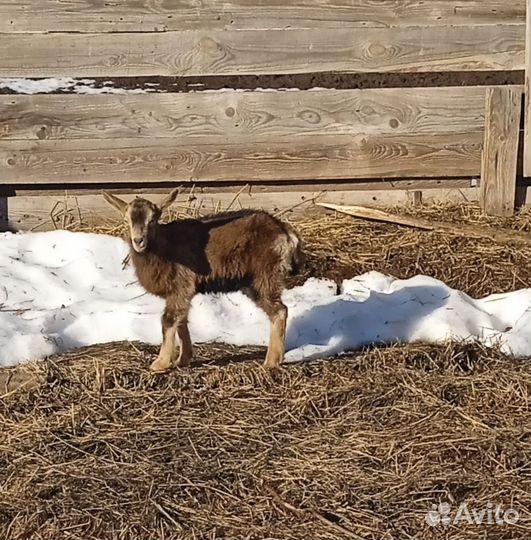 Козлята ламанча-альпийские