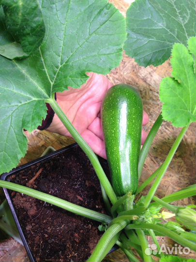 Лампы для растений фитолампы