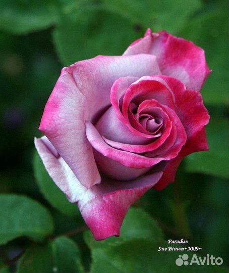 Кустовые розы саженцы (на осень)