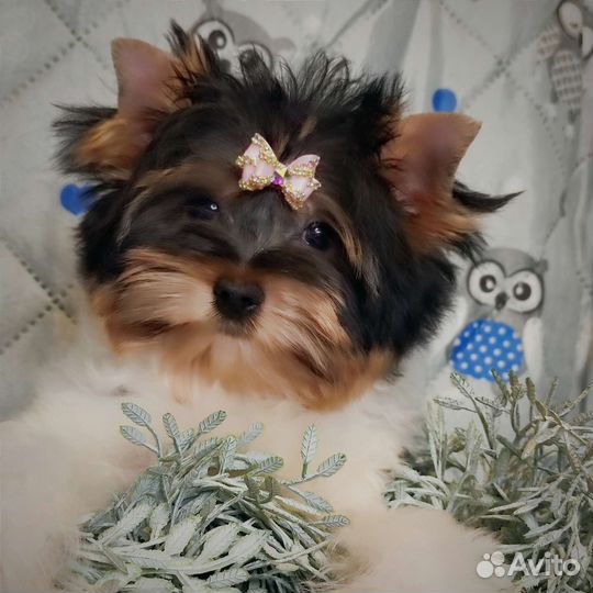 Бивер