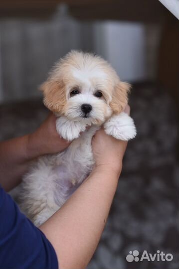 Мальтипу Мальчик