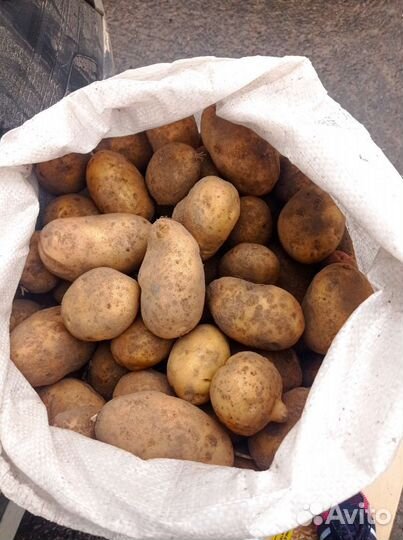 Картофель домашний