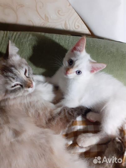 Котёнок белый