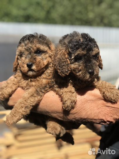 Карликовый пудель