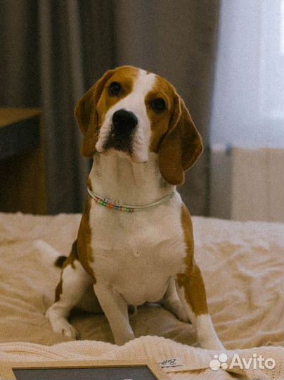 Вязка кобель бигль