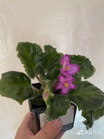 Цветущие сортовые фиалки