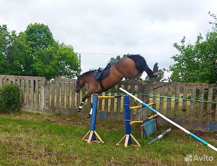 Продам лошадь
