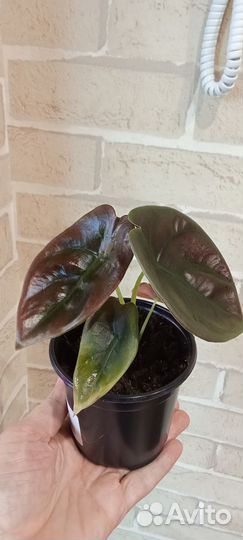 Комнатные растения цветы