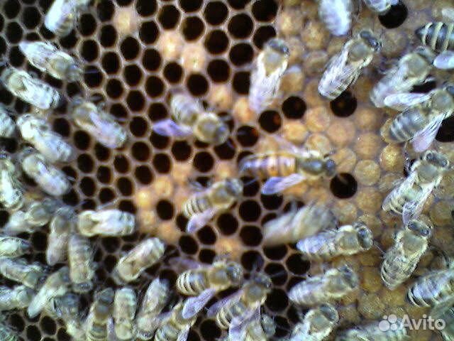 Улей пасека пчёлы семьи