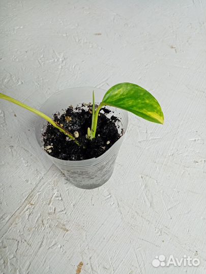 Сциндапсус