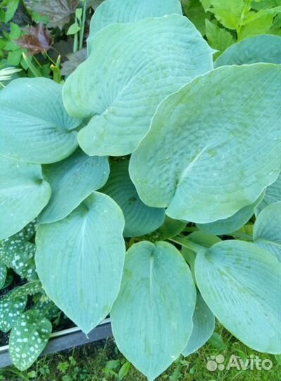 Хоста растение