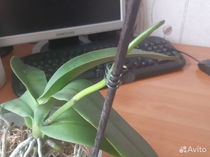 Орхидея фаленопсис