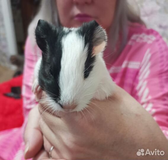 Морские свинки