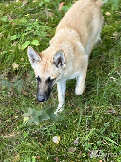 Нашлась собака