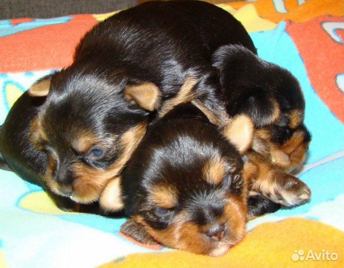 Йоркширский терьер