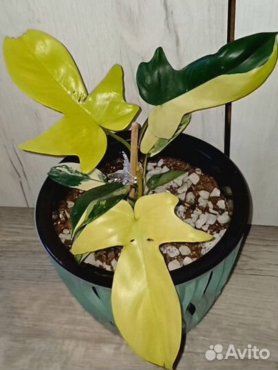 Филодендрон Magic Mask